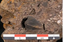 Foto (Seitenansicht) von Fagus sp. (NHMW-GEO-2024-0188-11470)